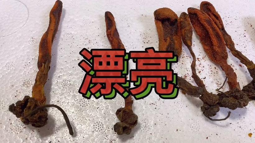 回春草!长白山特有的草,男人喜欢泡酒漂亮霸气