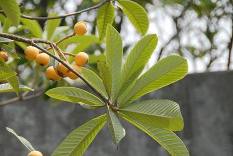 下面, 湖南省第二人民医院药学部为您介绍枇杷叶的主要功效和食疗