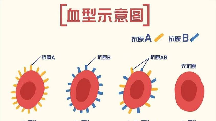 四大血型排名公布,第2位b型血,平均寿命78岁,第1位是哪型?