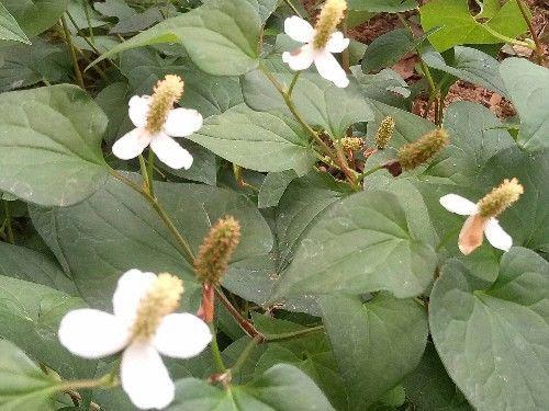 十个女性九个都有妇科炎症此草煲水喝排毒消炎子宫慢慢变好