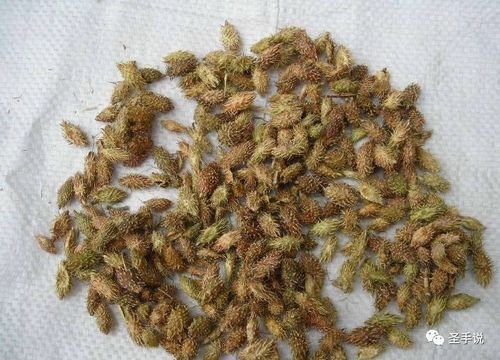 不值钱的苍耳子治鼻炎,10个鼻炎9个好,1月断根不再犯,用过的都好了!