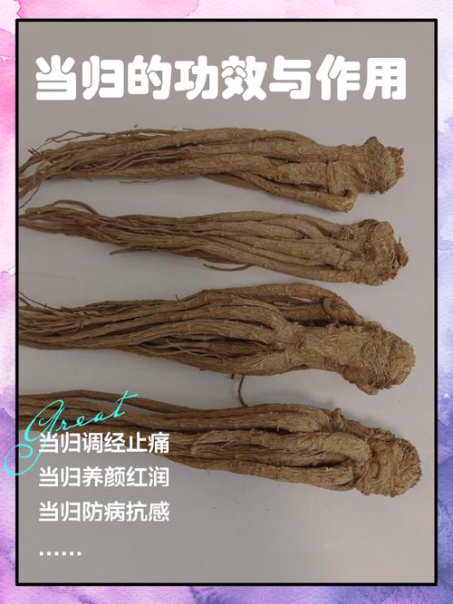 当归的功效与作用 姐妹们,你们知道吗?