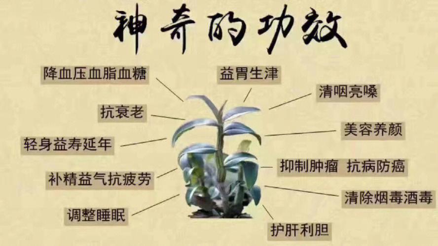 哪个牌子的霍山石斛好采用4步验证法品质与口碑双丰收(霍山石斛十大功效)