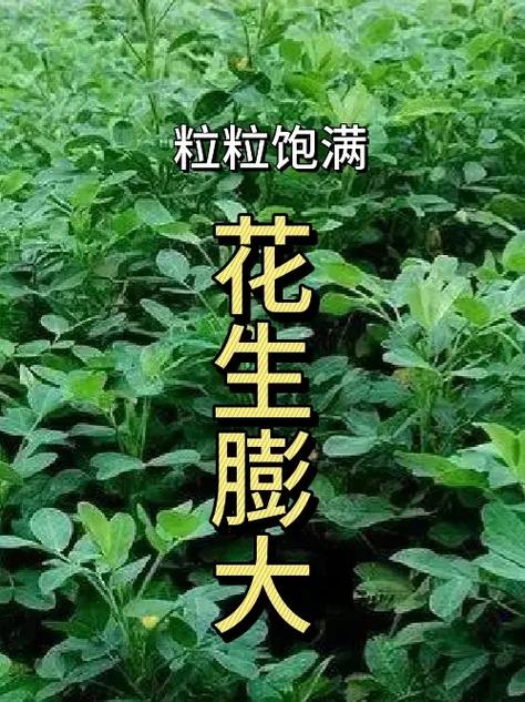 花生十大神奇功效 花生衣片升血小板是真的吗