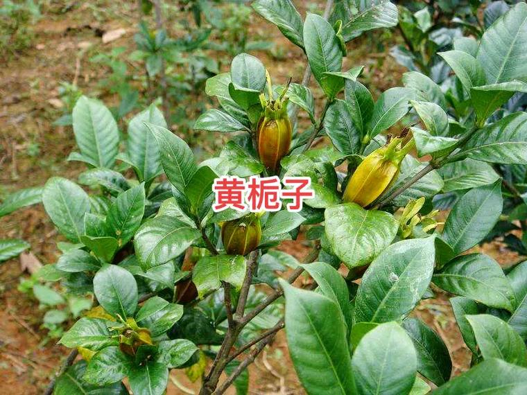 黄栀子别名山栀是茜草科栀子属灌木药用价值很广