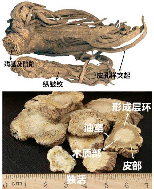 独活的作用与功效(中药古今研究:独活)