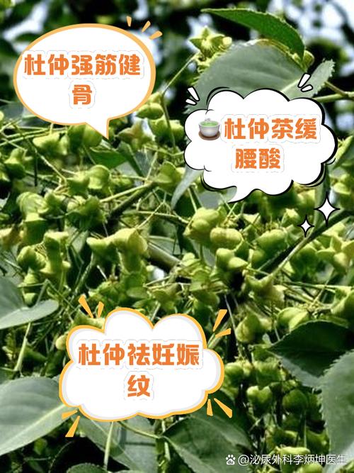 哪些人不宜吃杜仲(黄芪配什么提高性功能)