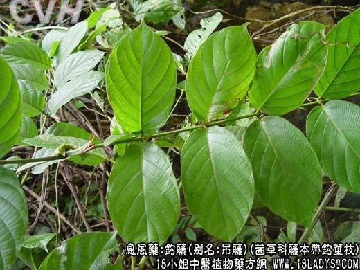 钩藤茜草科藤本带钩茎枝钩藤的功效与作用