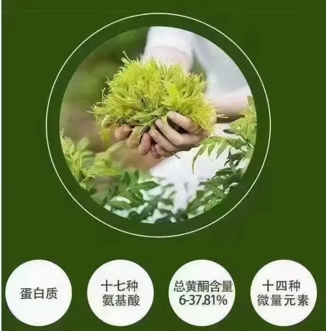 藤茶能治什么病(土家莓茶的功效与作用)