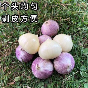 姒桀【现挖鲜蒜】云南大理紫皮独头蒜新鲜大蒜紫皮