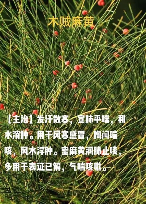 每天认识一味草药—麻黄