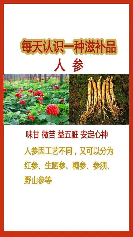 创作灵感 每天认识一种滋补品!人参的功效与作用,人参怎么吃 - 抖音