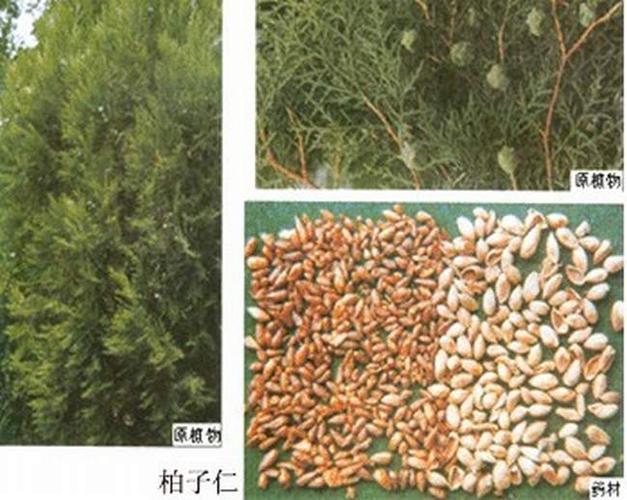 柏子仁-功效与作用-中药药用价值网