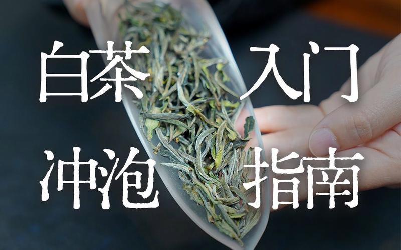 【白茶冲泡入门1】全网白茶之白牡丹冲泡解析 示范,冲泡白牡丹更好喝