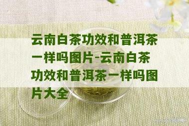 云南白茶功效和普洱茶一样吗图片-云南白茶功效和普洱茶一样吗图片