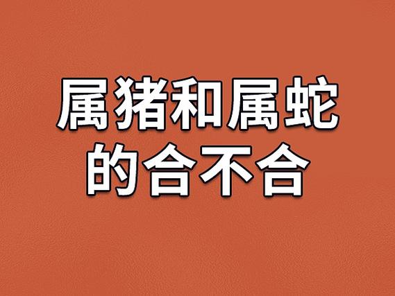 属猪和属蛇的合不合