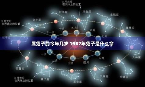 属兔子的今年几岁 1987年兔子是什么命