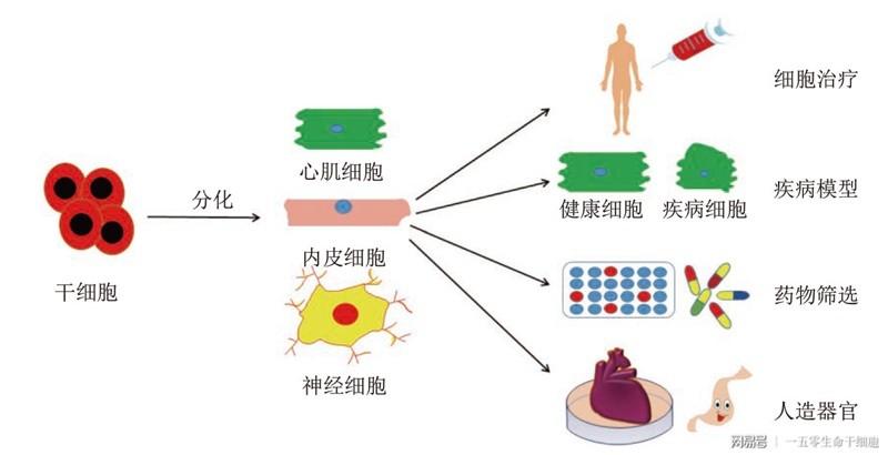 绝对扒皮打干细胞针有什么副作用吗打干细胞有没有副作用啊别懵