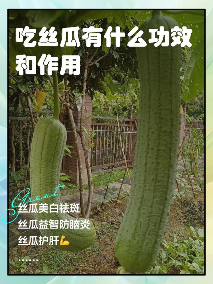 吃丝瓜有什么功效和作用 姐妹们有没有发现,丝瓜真的是个宝藏蔬菜啊!