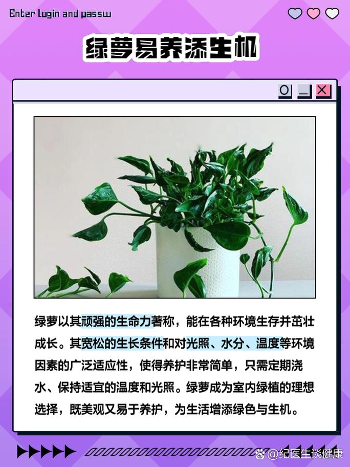 绿萝的功效与作用 绿萝的药用价值