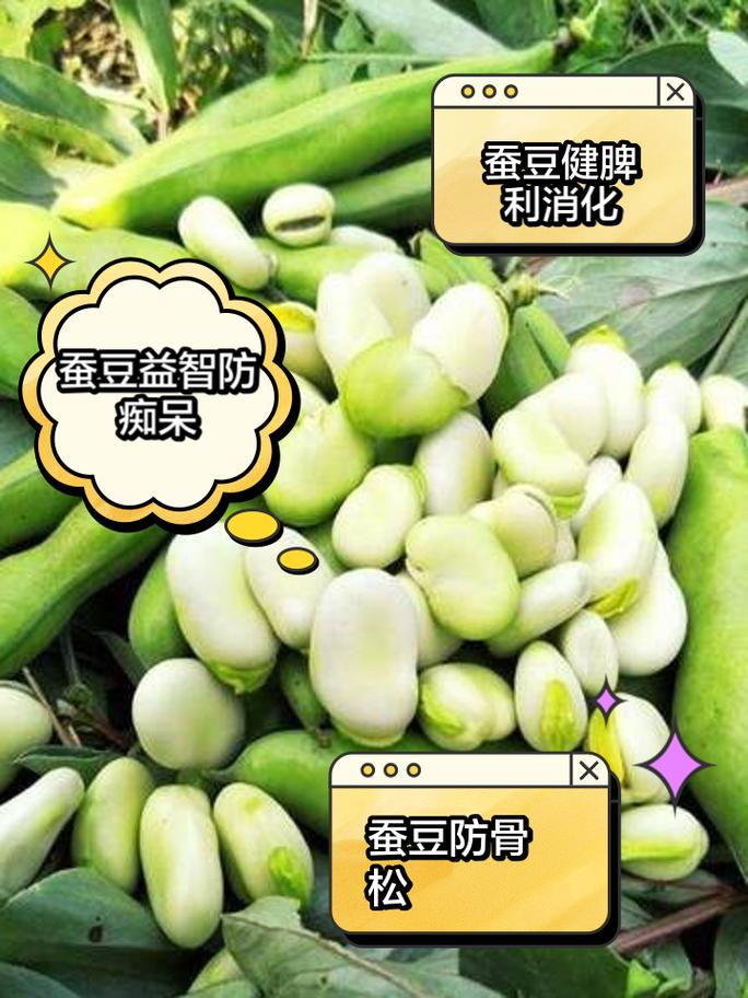 吃蚕豆有什么好处和功效