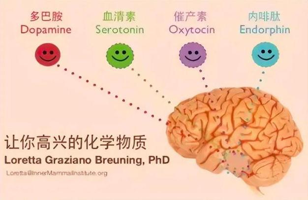 肌肉|内啡肽|多巴胺_网易订阅