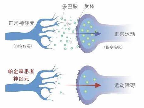 不不不,多巴胺受体同样关键,如果缺少多巴胺的受体,兴奋的情绪就会被