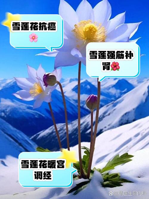 雪莲花的功效 雪莲花的价格多少钱一斤