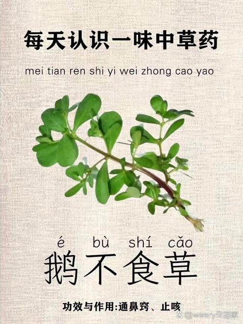 91药用部位:菊科植物鹅不食草的全草. 91性味归经:性温,味辛.